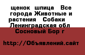 щенок  шпица - Все города Животные и растения » Собаки   . Ленинградская обл.,Сосновый Бор г.